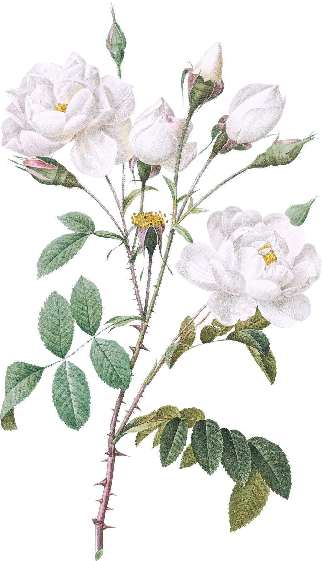 Vintage White Flowers Transparent Png