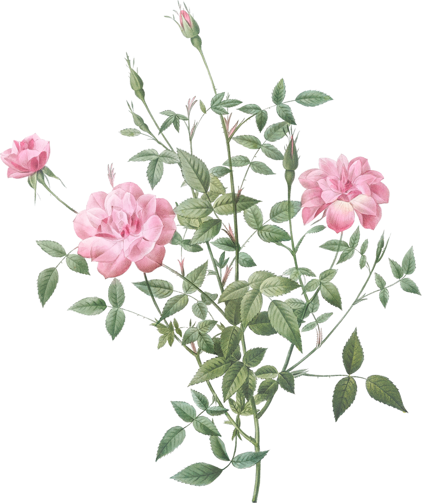 Vintage Blooming Dwarf Rosebush Transparent Png